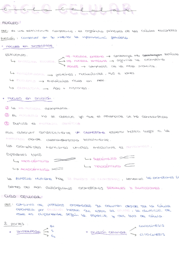 CICLO-CELULAR.pdf