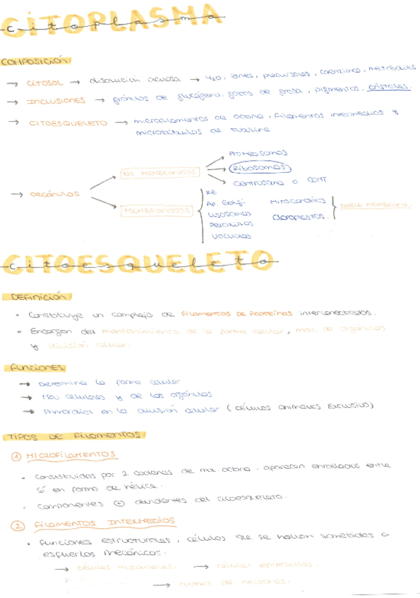 CITOPLASMA-CITOESQUELETO-Y-ORGANULOS-CELULARES.pdf