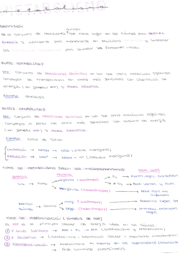 METABOLISMO.pdf
