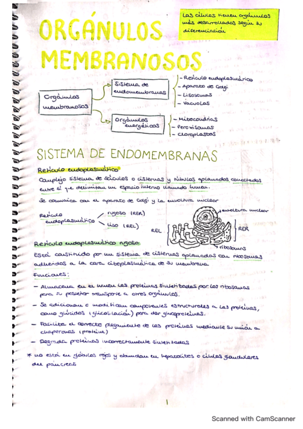 tema-12-organulos-membranosos.pdf