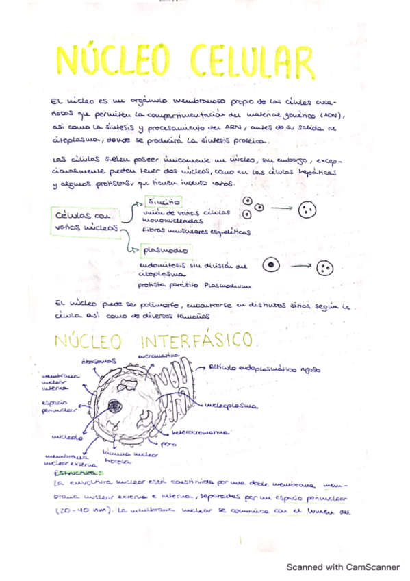 tema-13-nucleo-celular.pdf