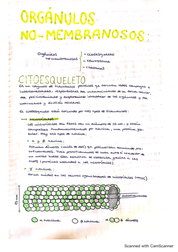 tema-11-organulos-no-membranosos.pdf