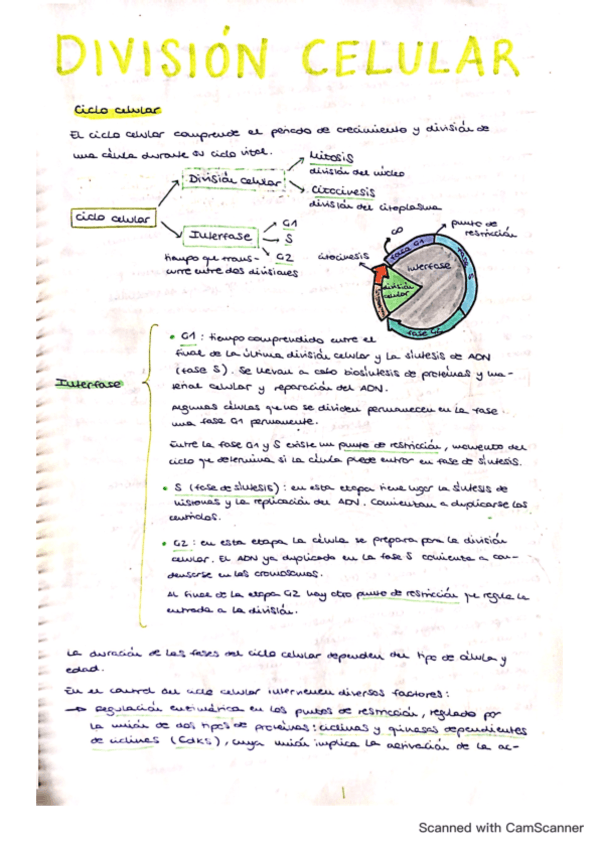 tema-14-division-celular.pdf