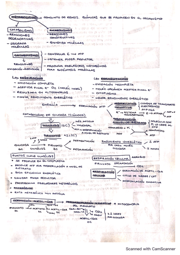 esquemas-catabolismo.pdf