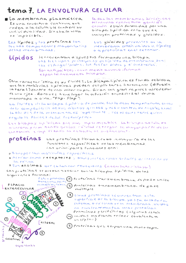 tema-7-bio.pdf