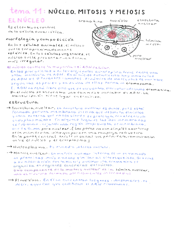 tema-11-bio.pdf