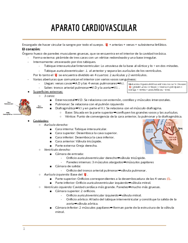 APARATO-CARDIOVASCULAR-1.pdf