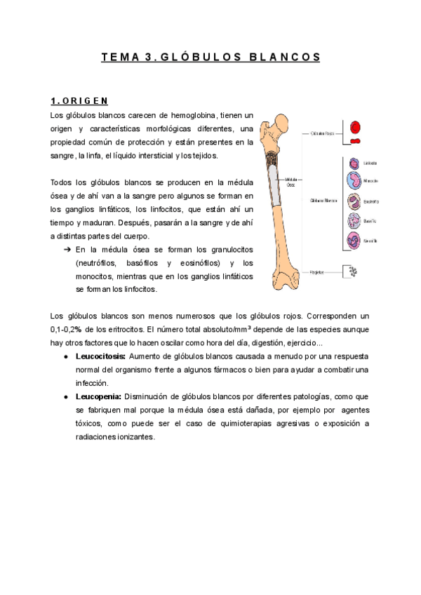 Tema 3. Glóbulos blancos.pdf