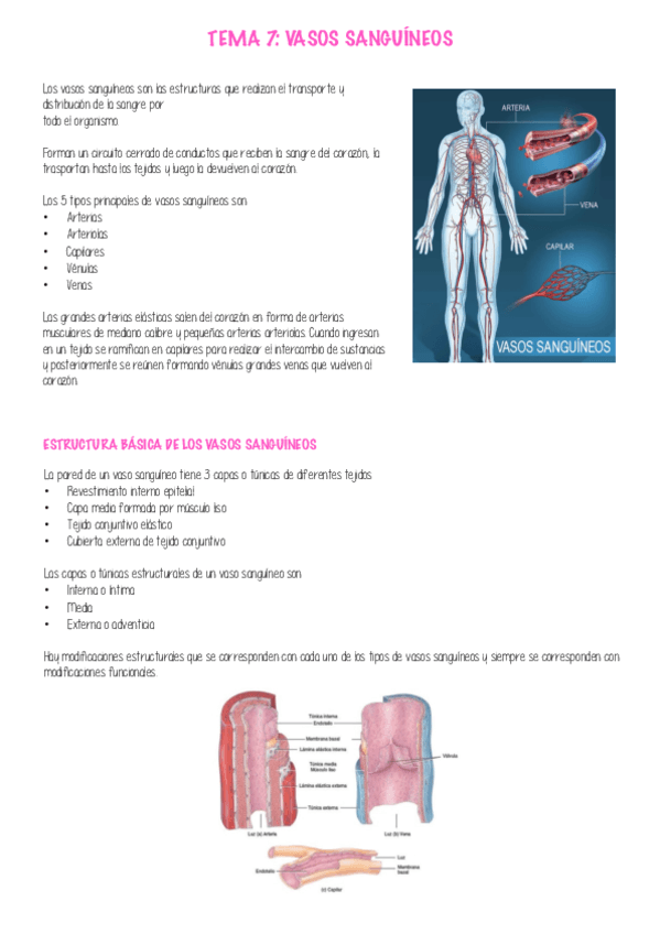 APUNTES-ANATOMIA-P2.pdf