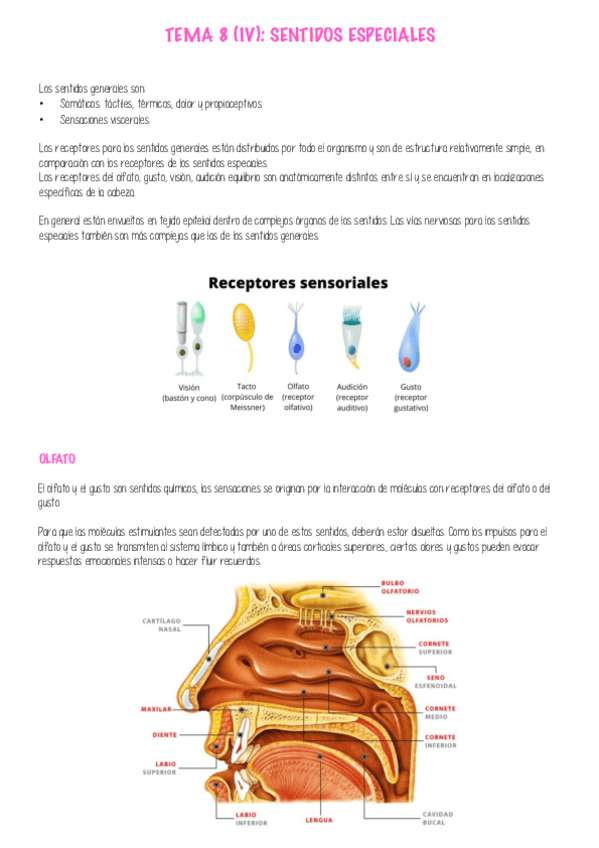 APUNTES-ANATOMIA-P4.pdf