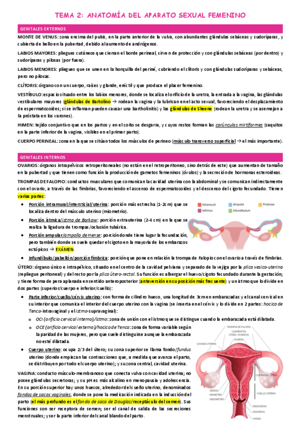 TEMA-2-ANATOMIA-DEL-APARATO-SEXUAL-FEMENINO.pdf
