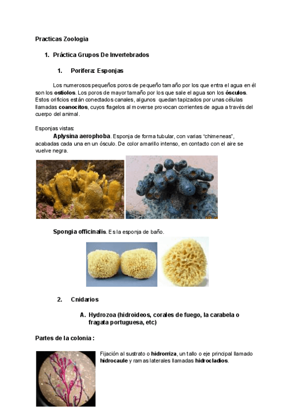 Practicas-Zoologia-.pdf