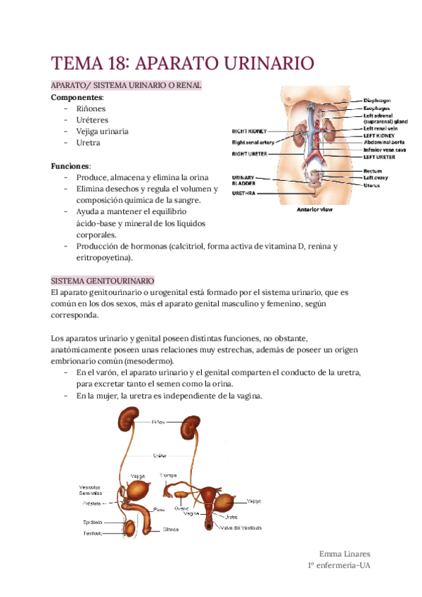 TEMA-18-Aparato-Urinario.pdf