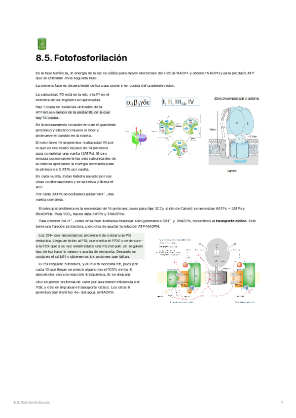 8.5.-Fotofosforilacion.pdf