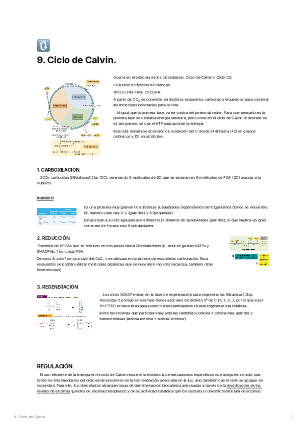 9.-Ciclo-de-Calvin.pdf