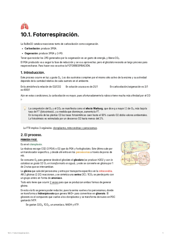 10.1.-Fotorrespiracion.pdf
