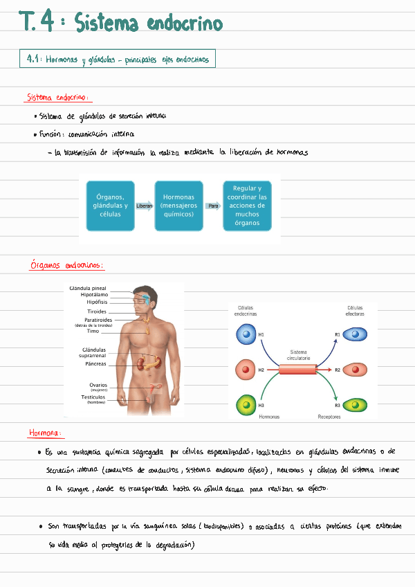 T4Sistema-endocrino.pdf