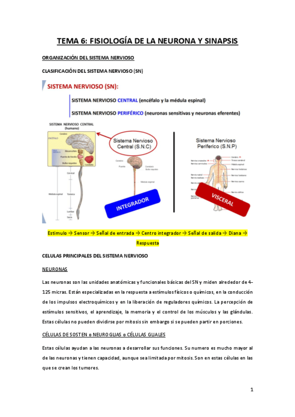 TEMA-6-la-neurona-y-la-sinapsis.pdf