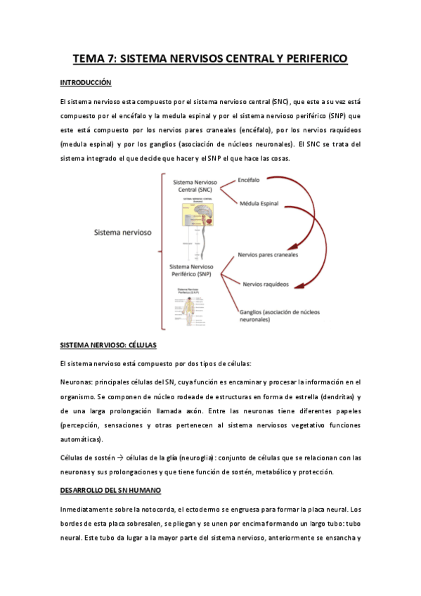 TEMA-7-sistema-nervioso-central-y-periferico.pdf