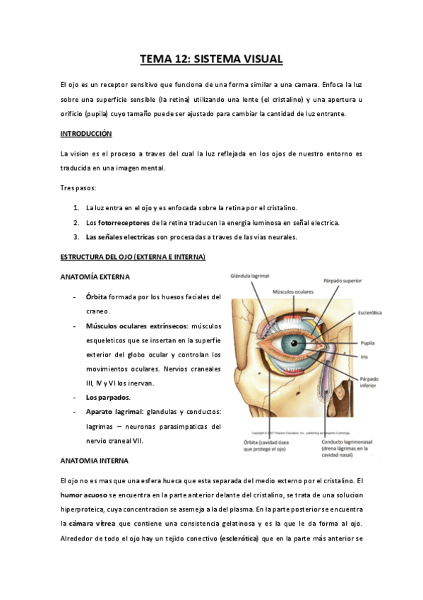 TEMA-12-sistema-visual.pdf