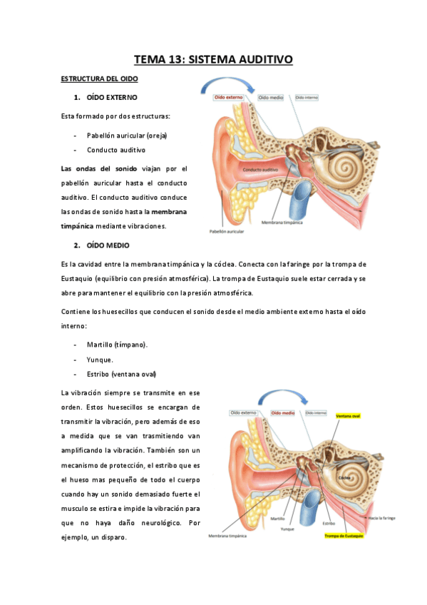 TEMA-13-sistema-auditivo.pdf