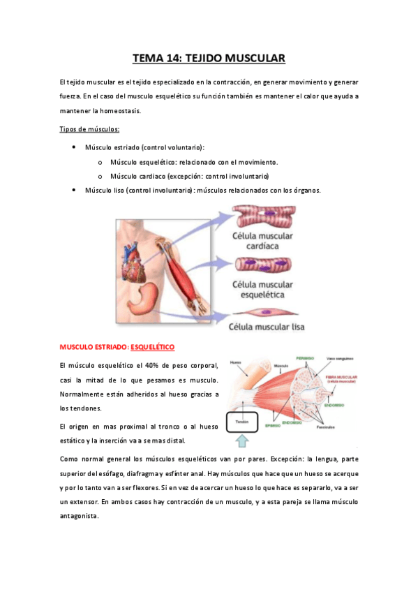 TEMA-14-tejido-muscular.pdf