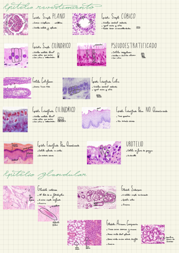 Apuntes-Practicas.pdf