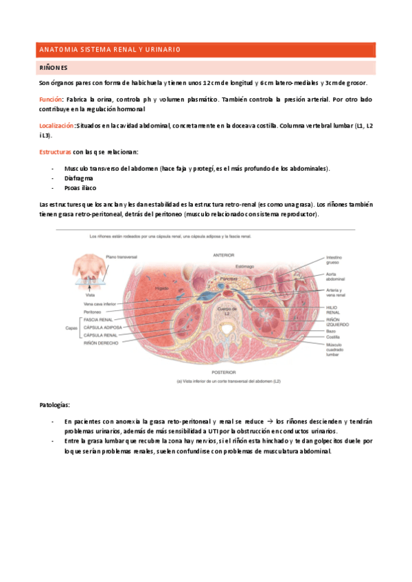 RENAL-solo-falta-fisio-1.pdf