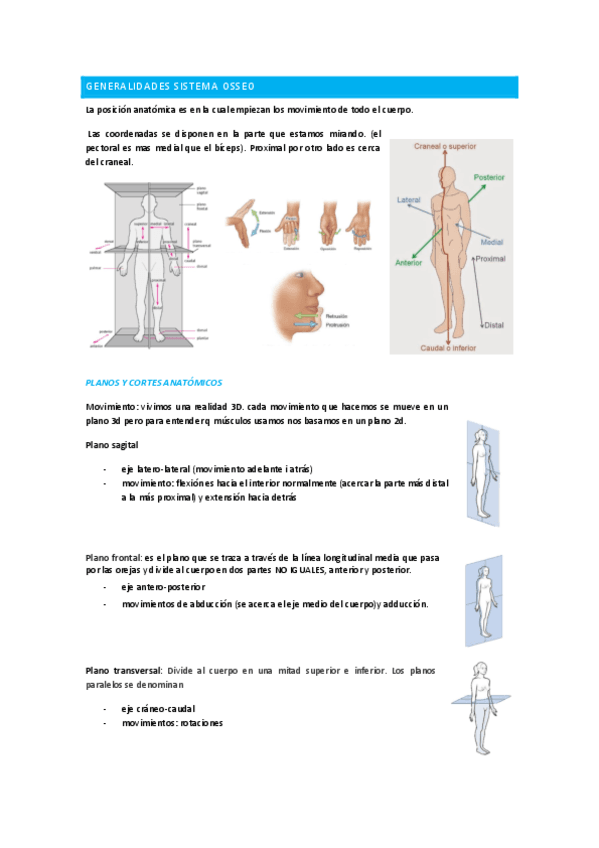 MUSCULOESQUELETICO.pdf