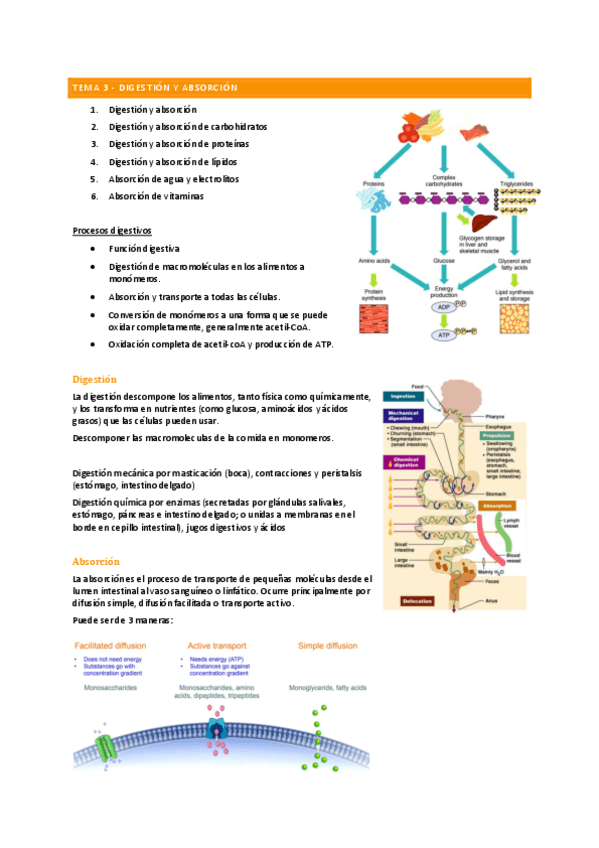 tema-3-Digestion-y-absorcion.pdf