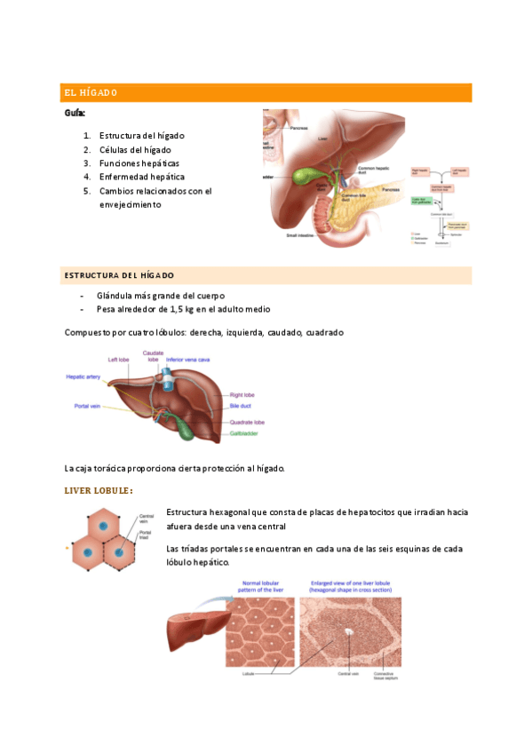 tema-4-el-higado.pdf