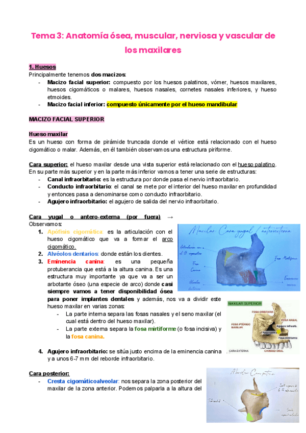 tema-3-anatomia-cb.pdf