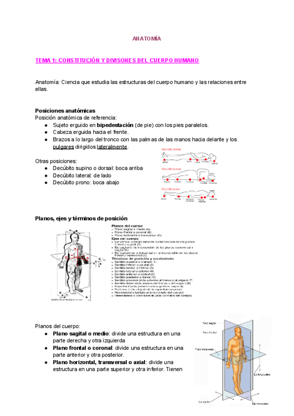 Tema-1-anatomia.pdf