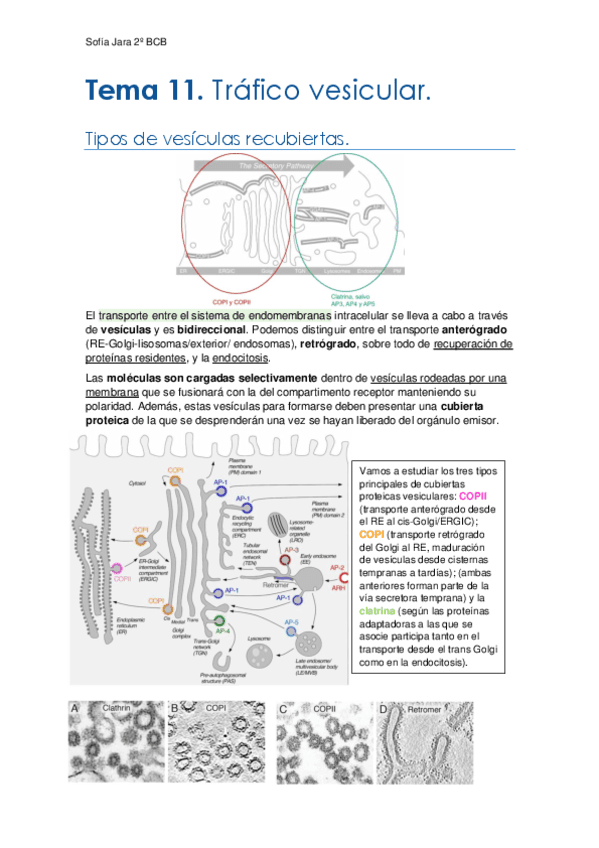 Tema-11.-Trafico-vesicular.pdf