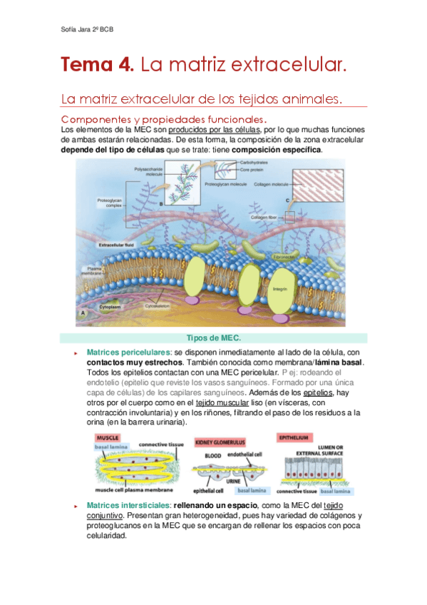 Tema-4.-La-matriz-extracelular.pdf