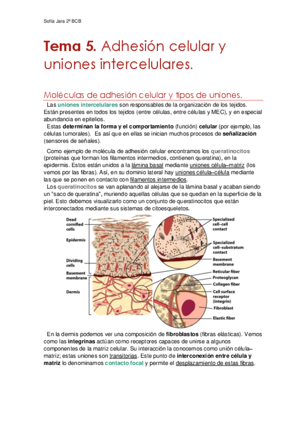 Tema-5.-Adhesion-celular-y-uniones-intercelulares.pdf