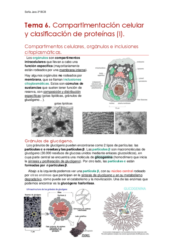 Tema-6.-Compartimentacion-celular.pdf
