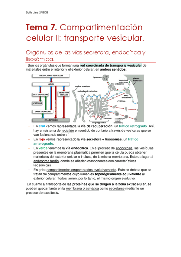 Tema-7.-Transporte-vesicular.pdf