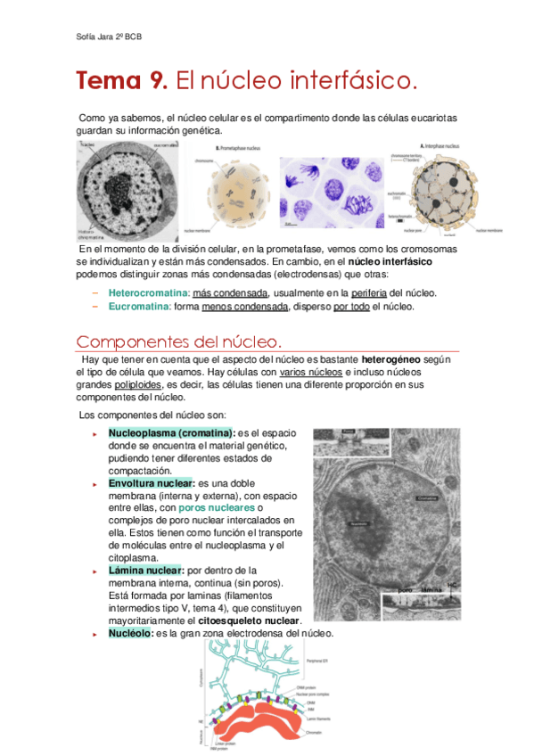 Tema-9.-El-nucleo.pdf