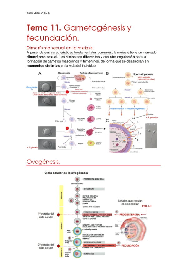 Tema-11.-Gametogenesis-y-fecundacion.pdf