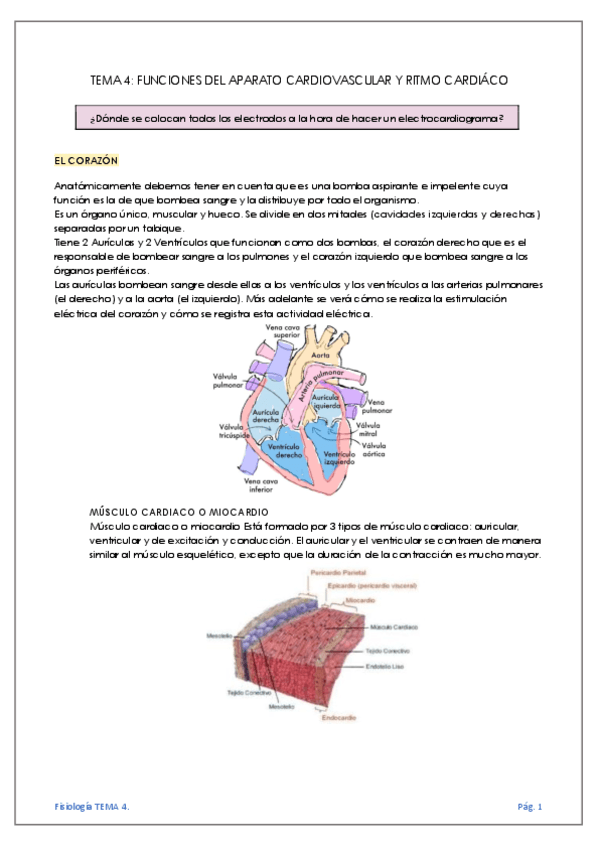 TEMA-4-FUNCIONES-DEL-APARATO-CARDIOVASCULAR-Y-RITMO-CARDIACO.pdf