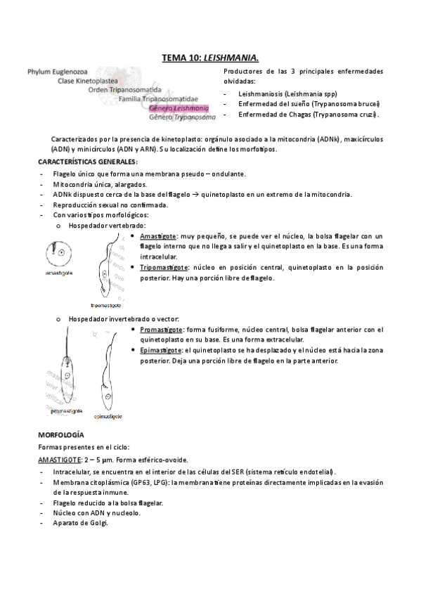 TEMA-10-LEISHMANIA.pdf