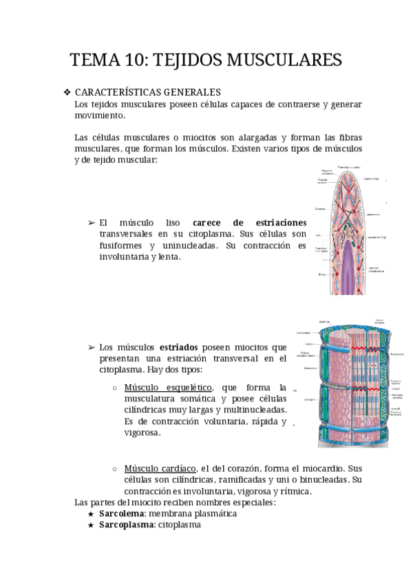 Tema-10-Tejidos-Musculares.pdf