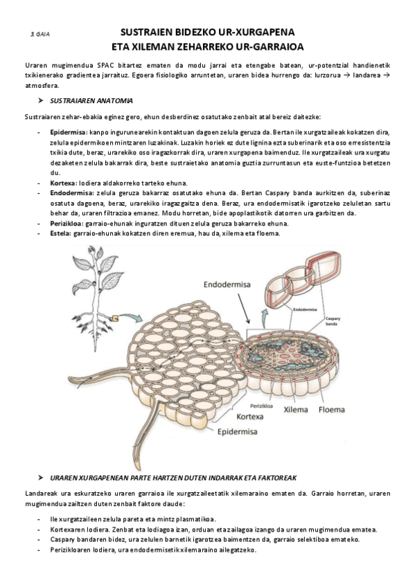 3.-Sustraien-bidezko-ur-xurgapena-eta-xileman-zeharreko-ur-garraioa.pdf