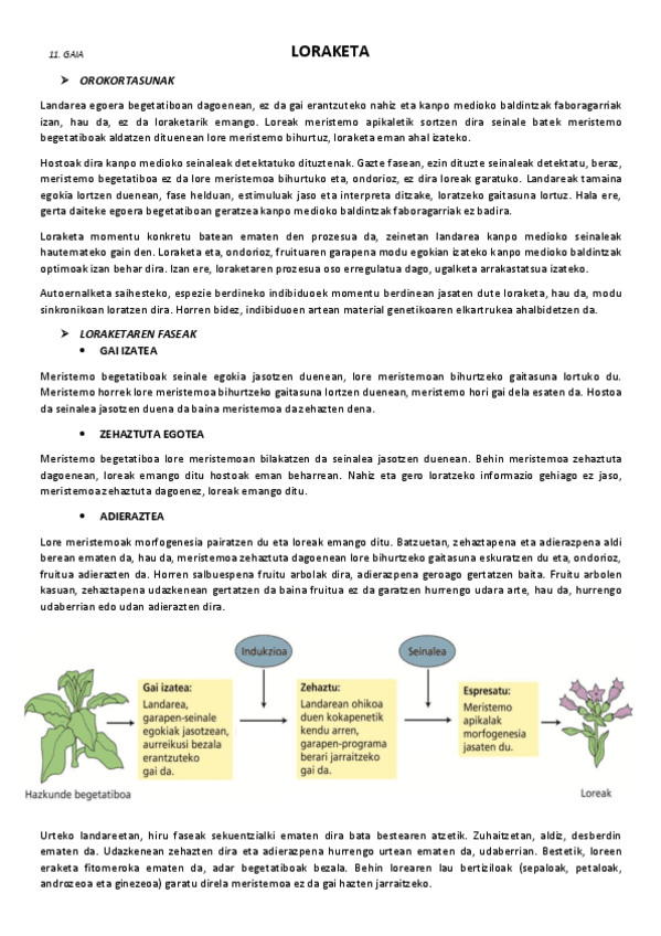 11.-Loraketa.pdf