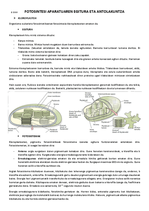 6.-Fotosintesi-aparatuaren-egitura-eta-antolakuntza.pdf