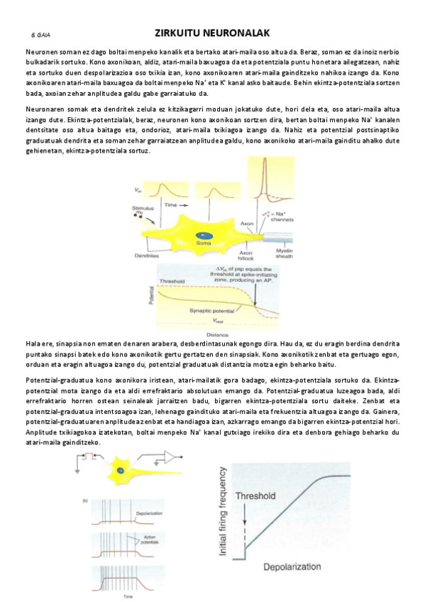 6.-Zirkuitu-neuronalak.pdf