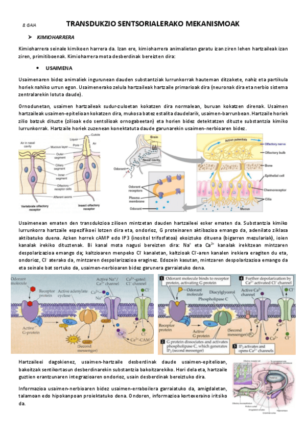 8.-Transdukzio-sentsorialerako-mekanismoak.pdf