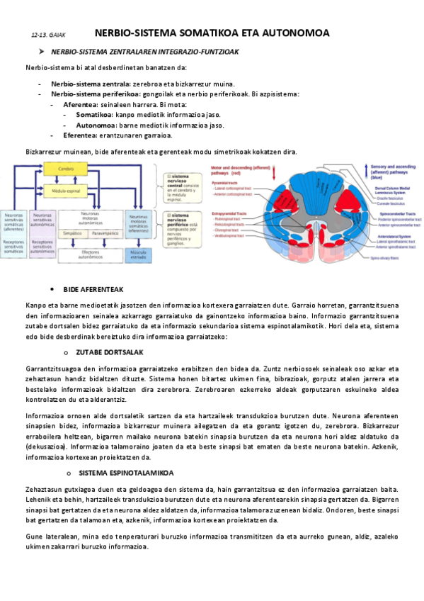 12-13.-Nerbio-sistema-somatikoa-eta-autonomoa.pdf