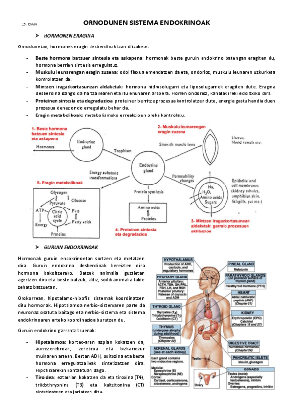 15.-Ornodunen-sistema-endokrinoak.pdf